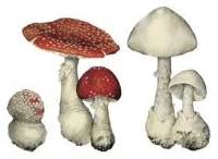 грибы картинки с названиями на белом фоне поганка: 2 тыс изображений  найдено в Яндекс Картинках